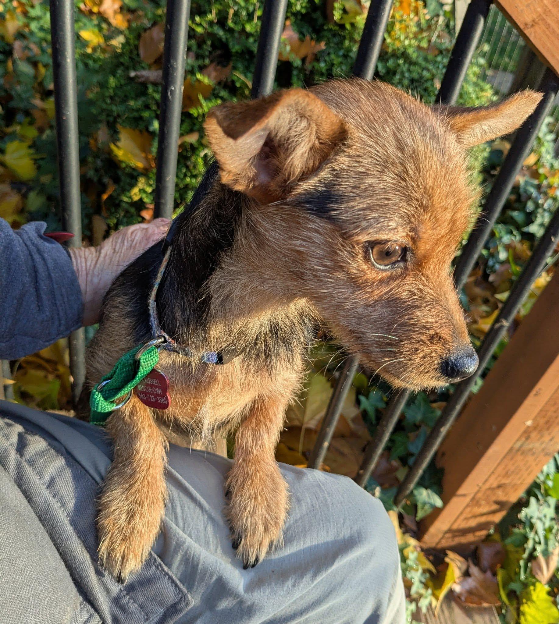 Enlarge Miss Vicki, a ADOPTABLE mixed breed in Portland, OR image 4/6