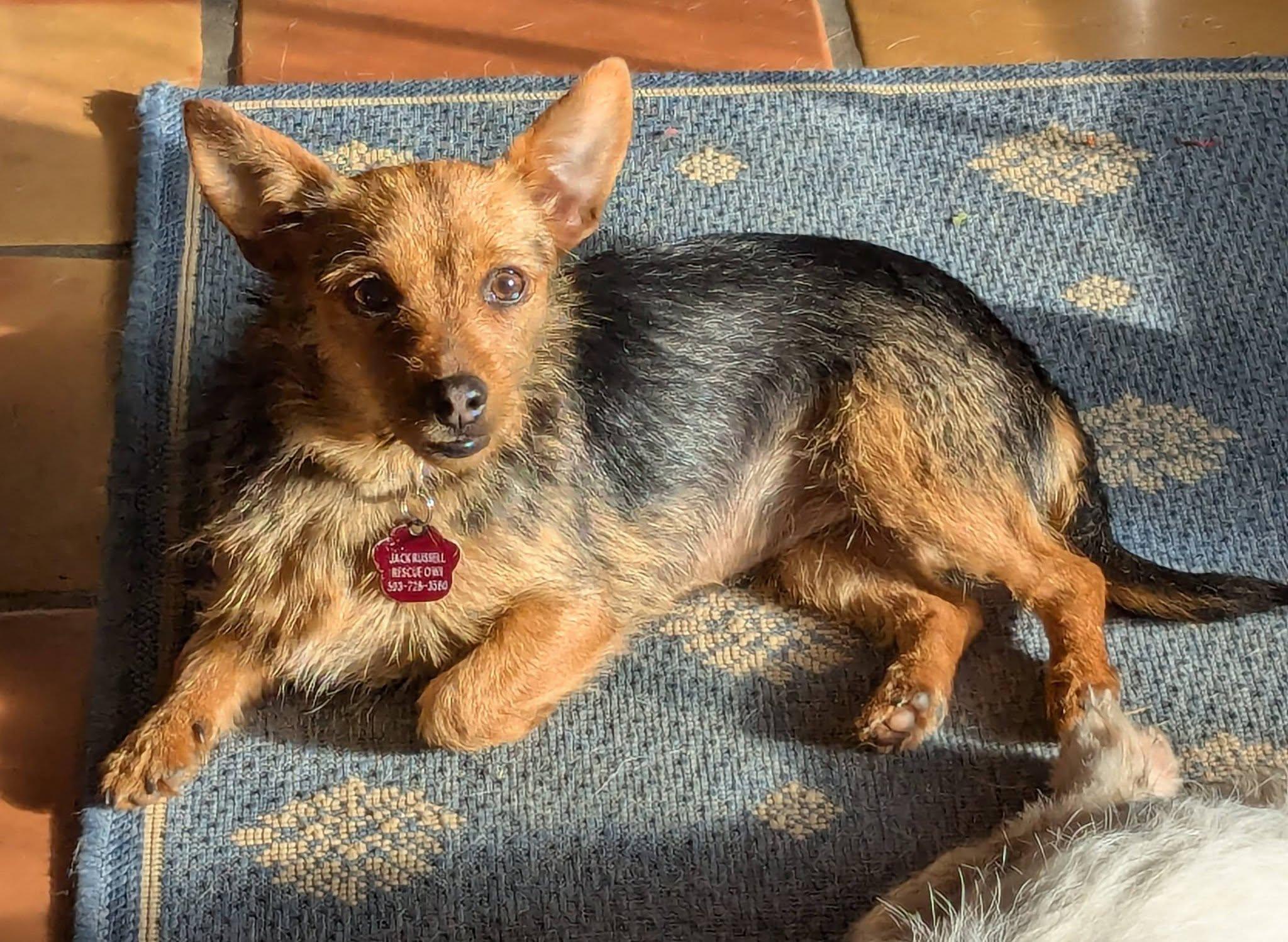 Enlarge Miss Vicki, a ADOPTABLE mixed breed in Portland, OR image 2/6