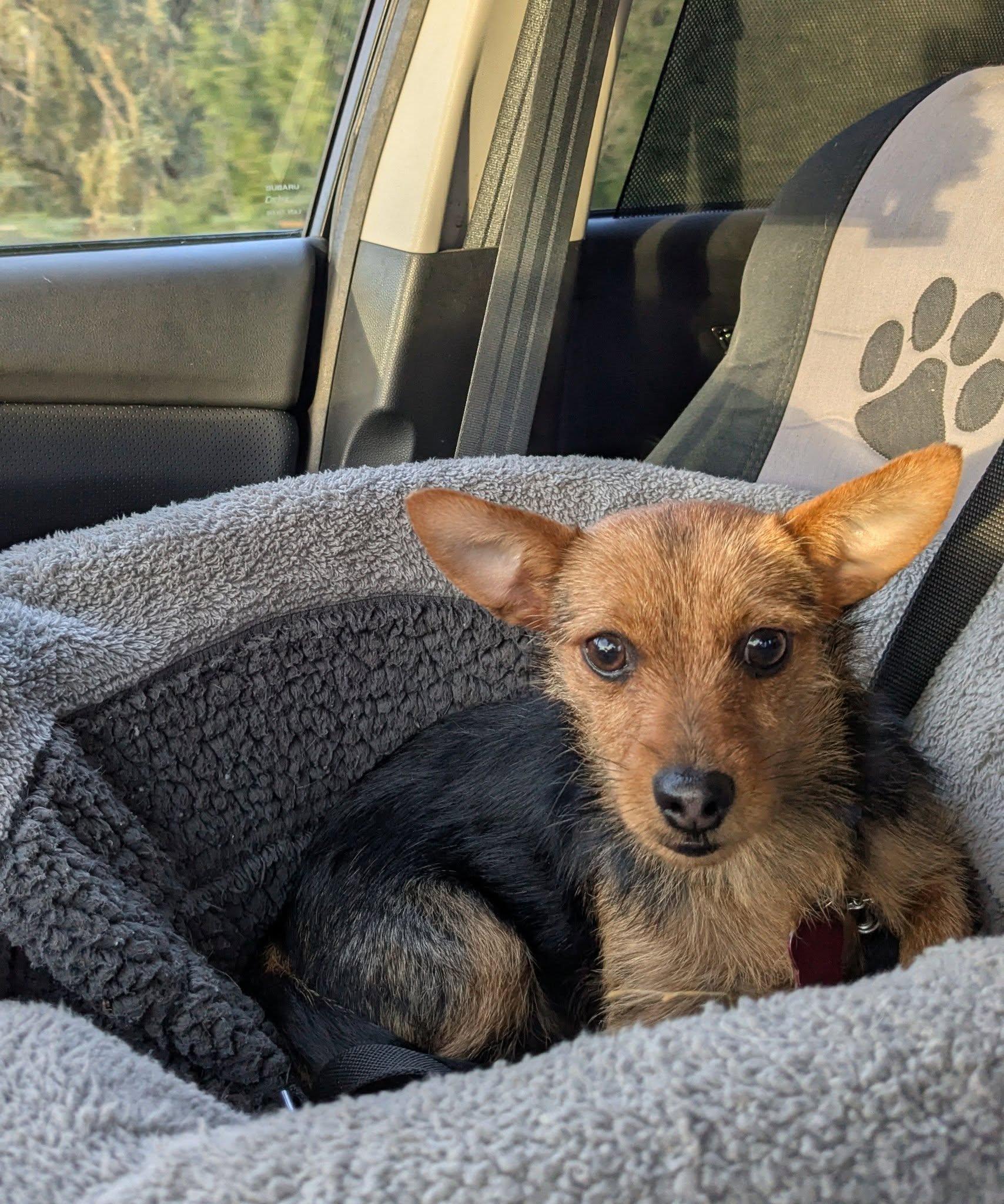 Miss Vicki, ADOPTABLE, Young Female Terrier.