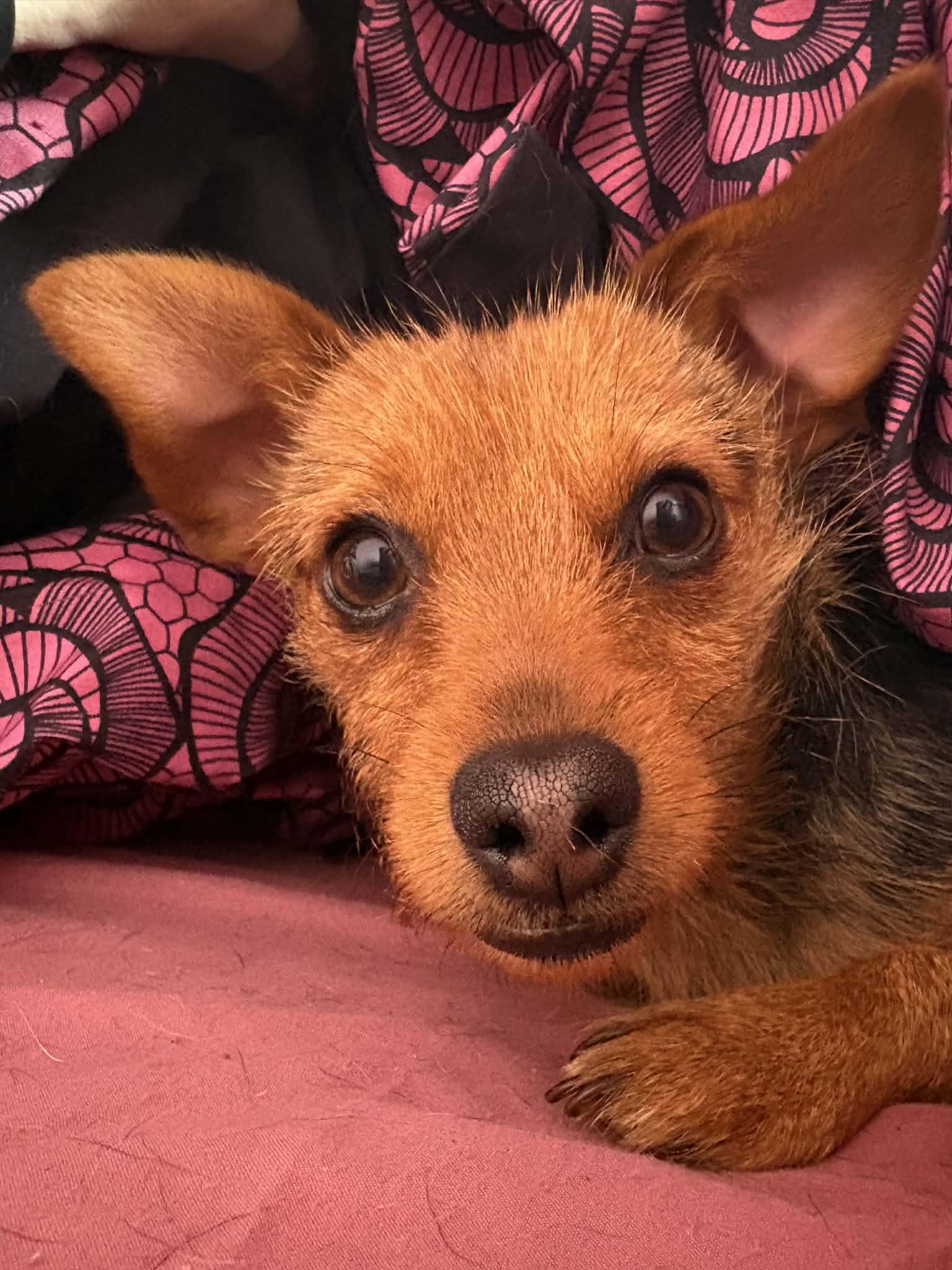 Miss Vicki, ADOPTABLE, Young Female Terrier & Yorkshire Terrier.