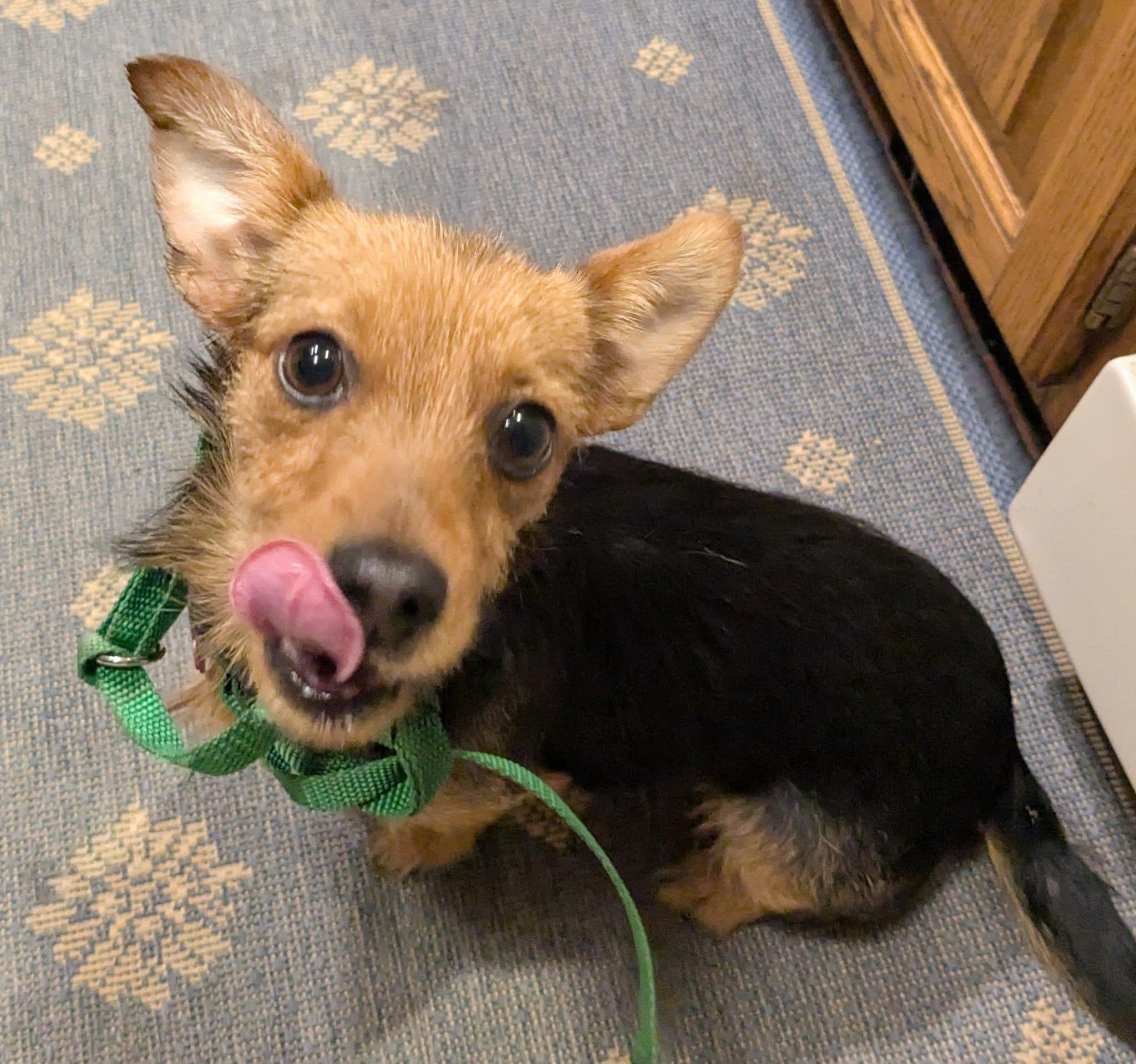 Miss Vicki, ADOPTABLE, Young Female Terrier.