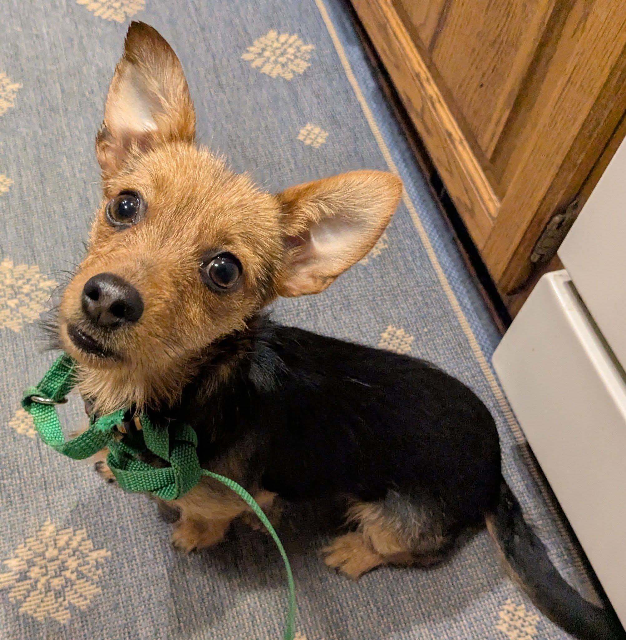 Enlarge Miss Vicki, a ADOPTABLE mixed breed in Portland, OR image 3/6