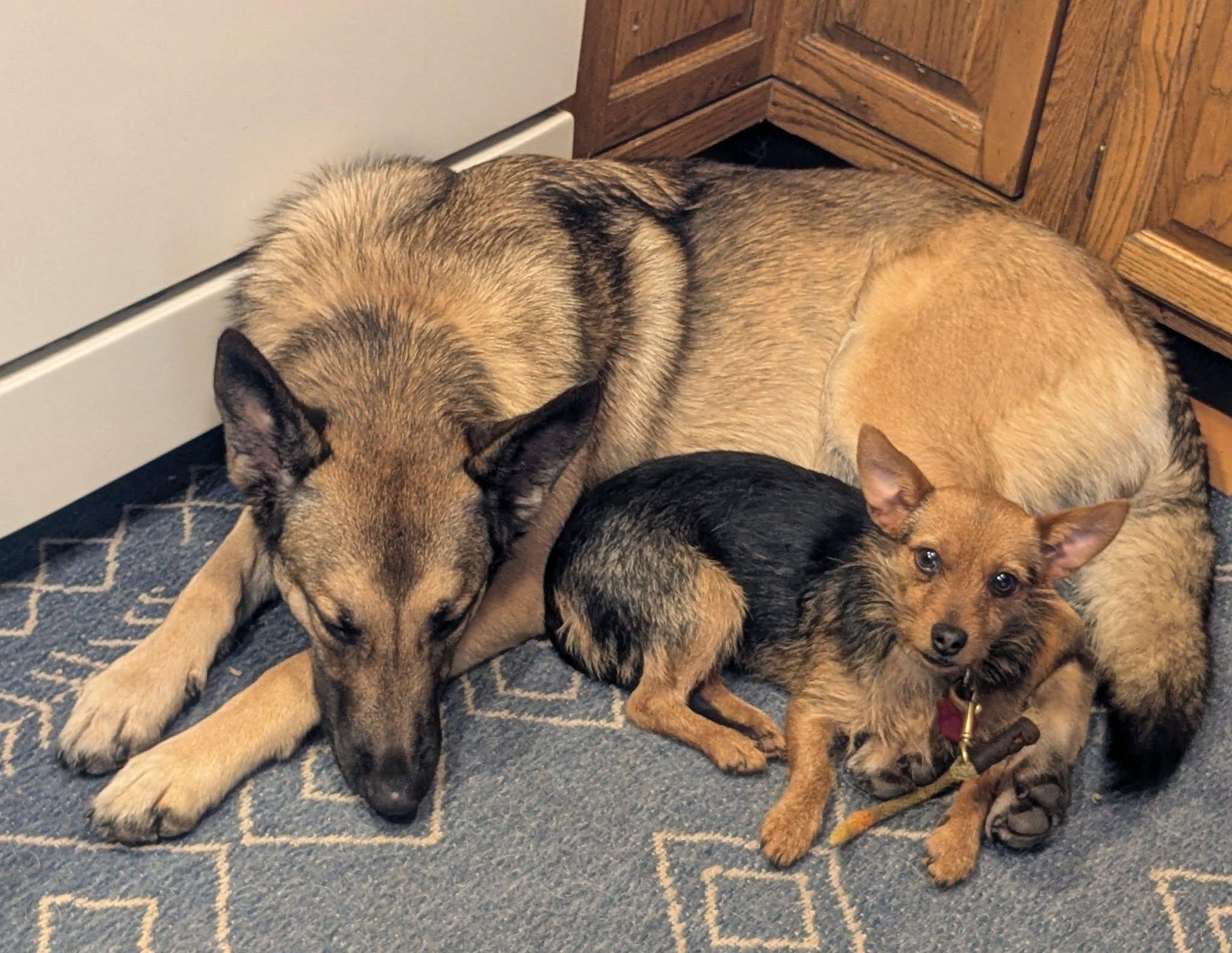 Enlarge Miss Vicki, a ADOPTABLE mixed breed in Portland, OR image 5/6