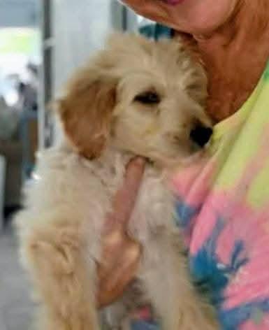 Cobie, an adopted mixed breed in Mary Esther, FL image 1/2