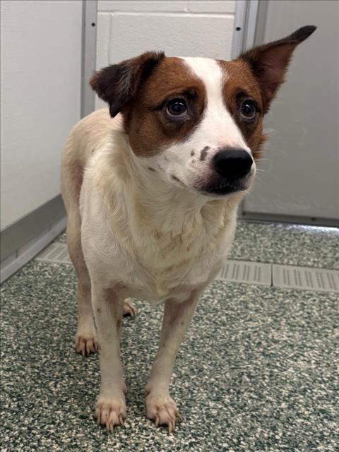 Enlarge DAISY, a Adoptable mixed breed in Salisbury, NC image 1/1
