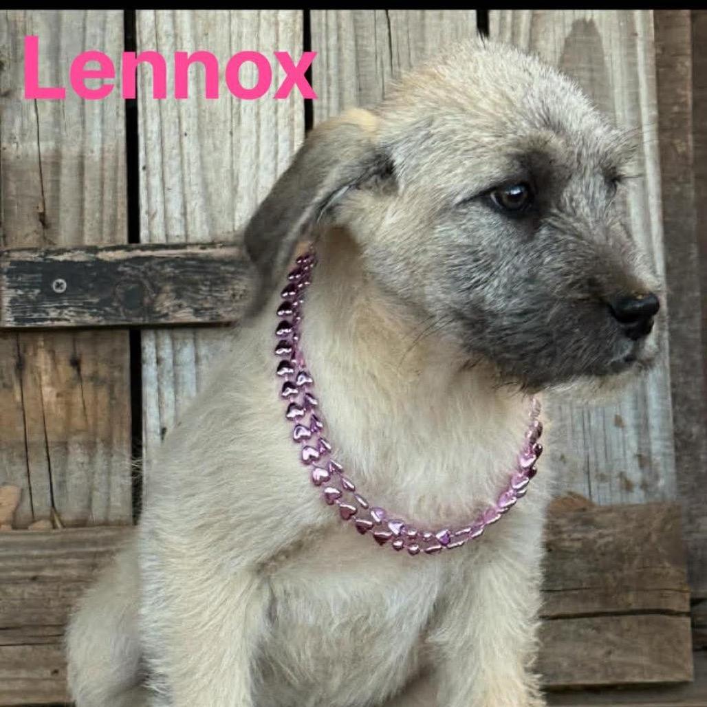 Enlarge Lennox, a Adoptable mixed breed in Oxford, ME image 1/3