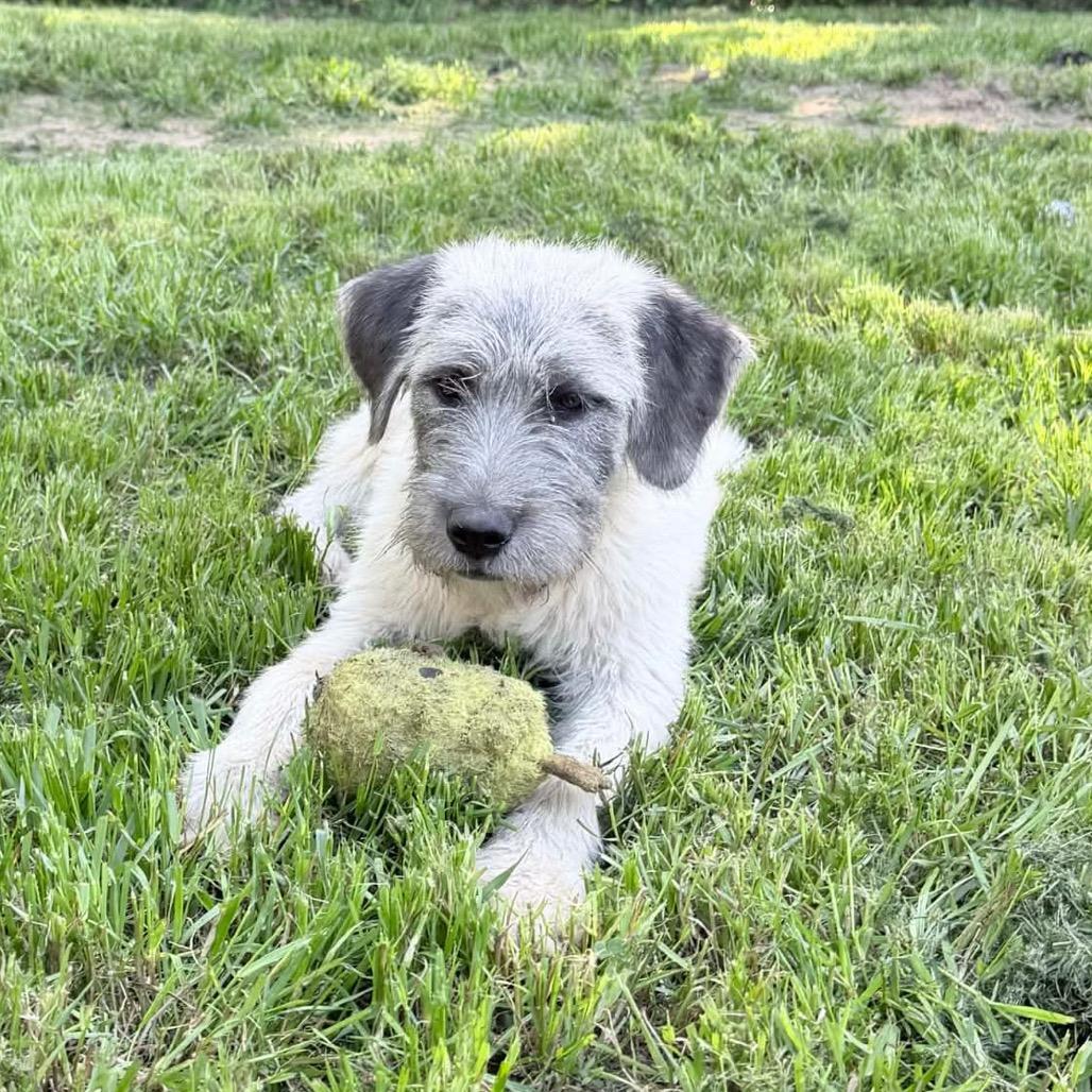 Enlarge Lennox, a Adoptable mixed breed in Oxford, ME image 2/3