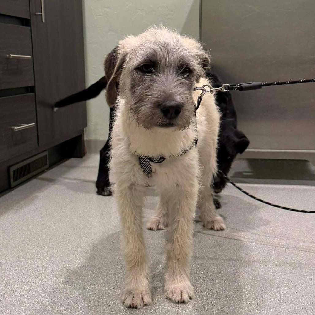 Enlarge Lennox, a Adoptable mixed breed in Oxford, ME image 3/3