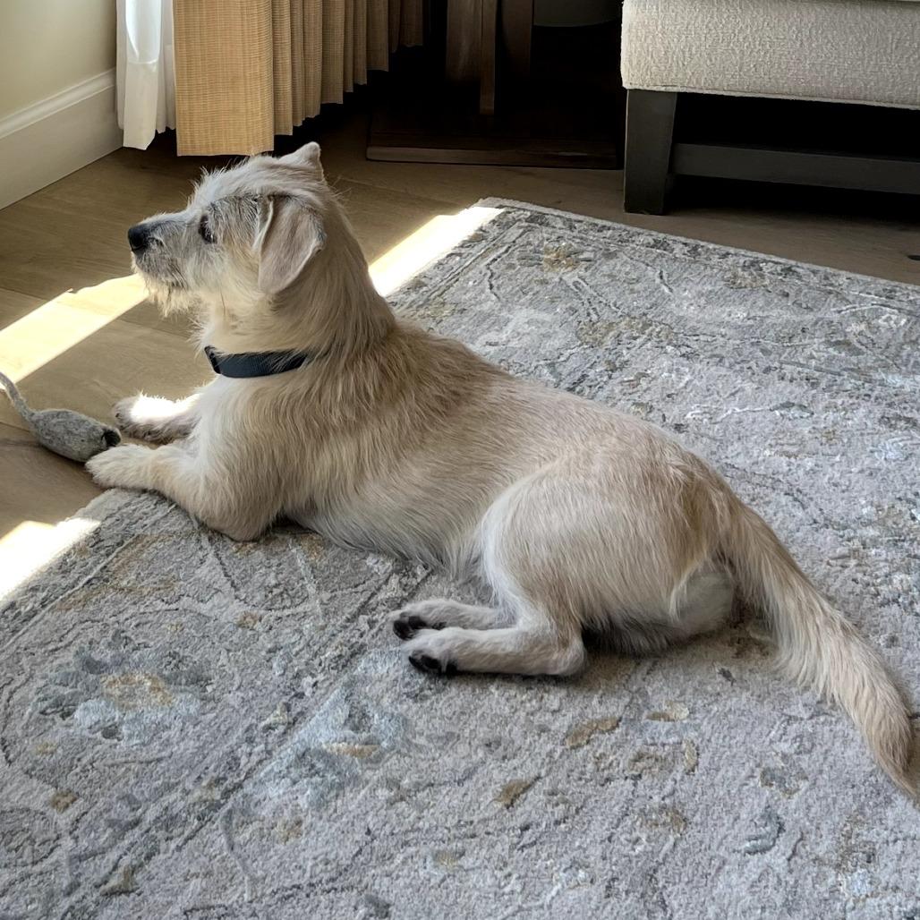 Enlarge Dino, a Adoptable Terrier in Idaho Falls, ID image 1/5