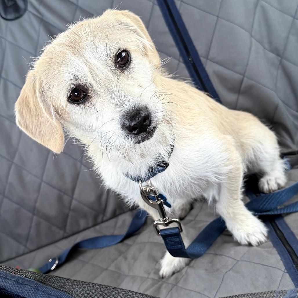 Enlarge Dino, a Adoptable Terrier in Idaho Falls, ID image 2/5