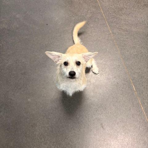 Enlarge Dino, a Adoptable Terrier in Idaho Falls, ID image 4/5