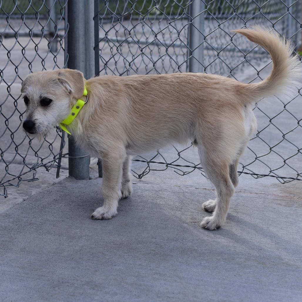 Enlarge Dino, a Adoptable Terrier in Idaho Falls, ID image 5/5