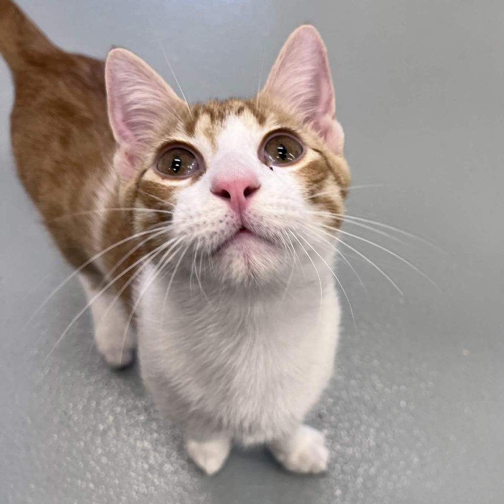 Chip, Adoptable, Kitten Male Domestic Short Hair.