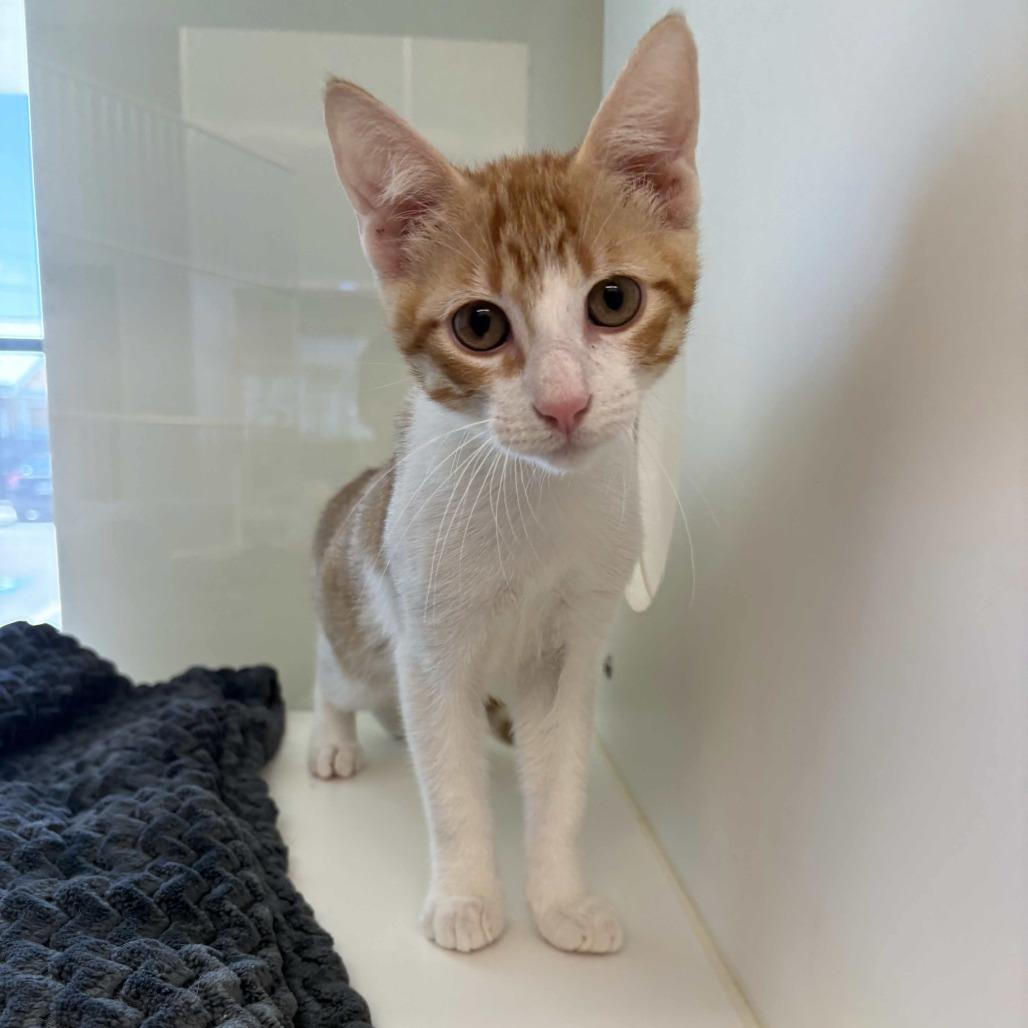 Chip, a Adoptable Domestic Short Hair in Beaumont, TX image 2/3