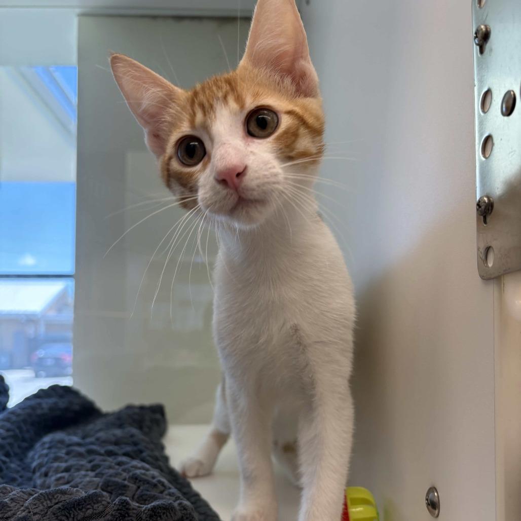 Chip, a Adoptable Domestic Short Hair in Beaumont, TX image 3/3