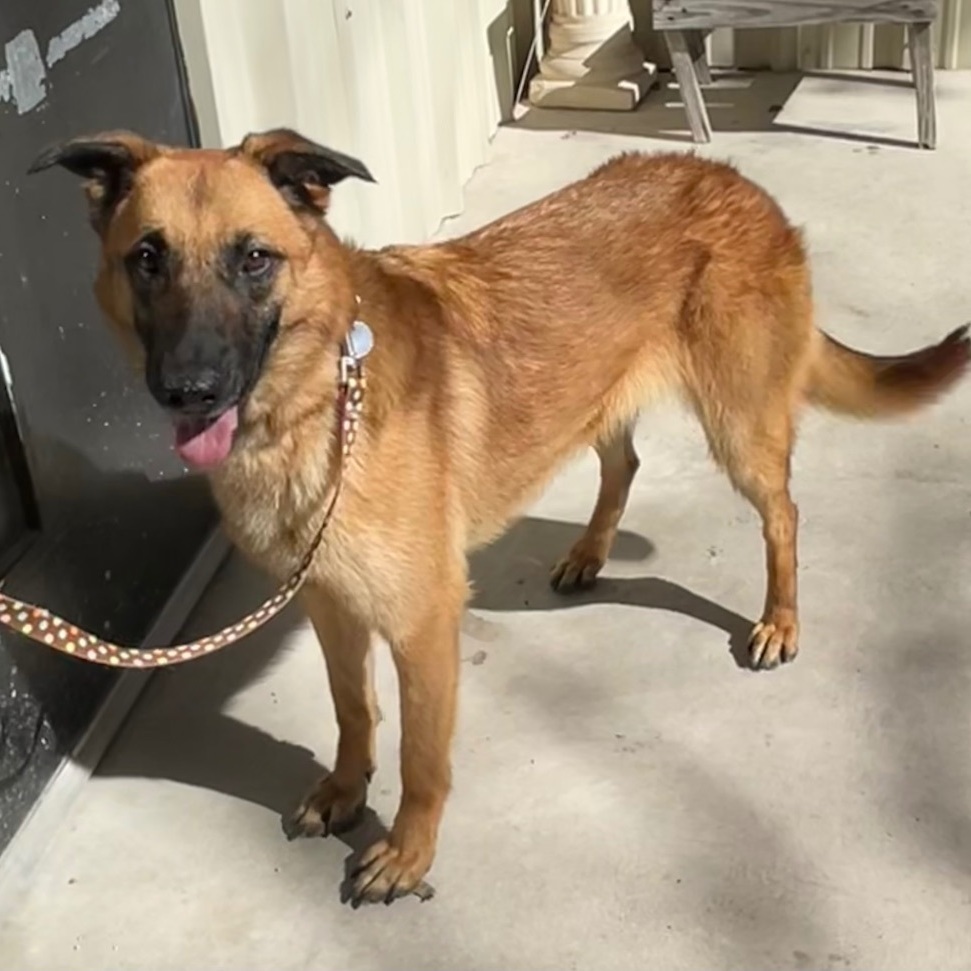 Enlarge Elena, a Adoptable Belgian Shepherd / Malinois in Bellaire, TX image 8/12
