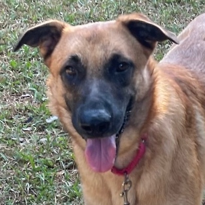 Elena, a Adoptable Belgian Shepherd / Malinois in Bellaire, TX image 1/12
