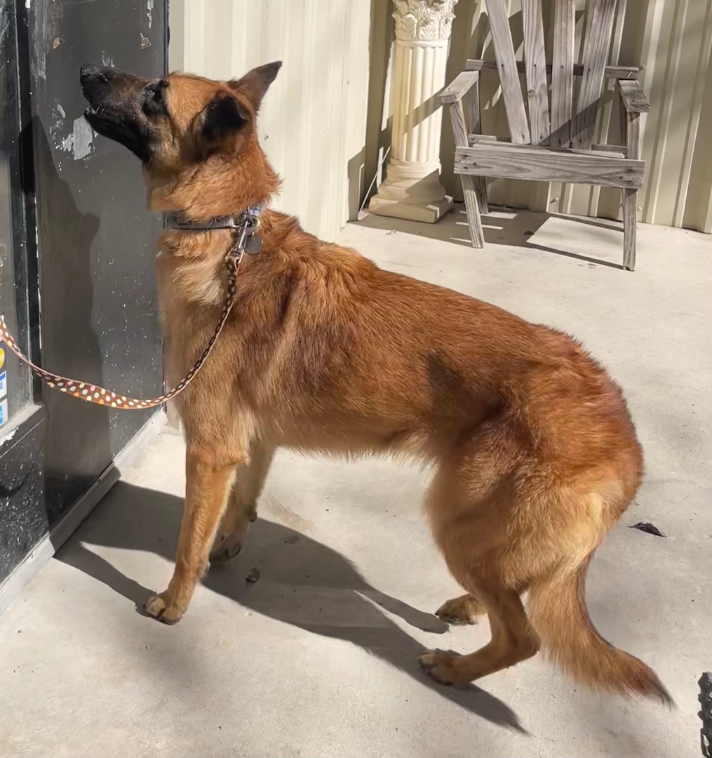 Enlarge Elena, a Adoptable Belgian Shepherd / Malinois in Bellaire, TX image 9/12