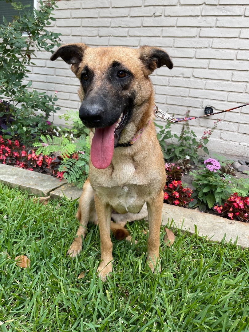 Enlarge Elena, a Adoptable Belgian Shepherd / Malinois in Bellaire, TX image 10/12