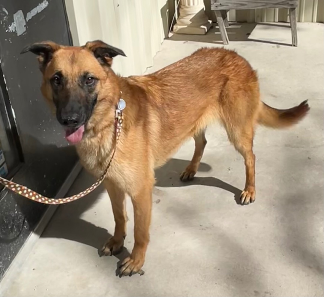 Enlarge Elena, a Adoptable Belgian Shepherd / Malinois in Bellaire, TX image 11/12