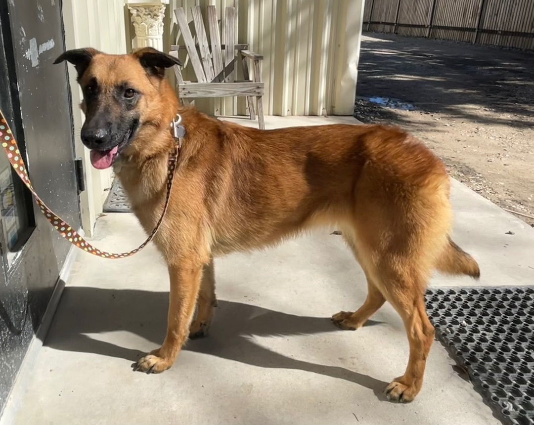 Enlarge Elena, a Adoptable Belgian Shepherd / Malinois in Bellaire, TX image 12/12