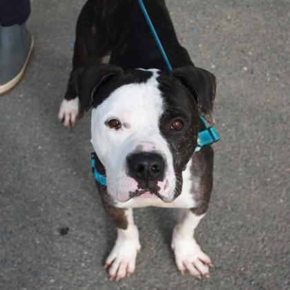 Mallard, Adoptable, Adult Male Mixed Breed & Mixed Breed.