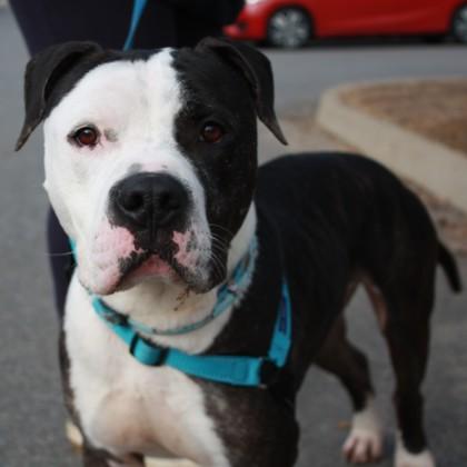 Enlarge Mallard, a Adoptable mixed breed in Richmond, VA image 2/3