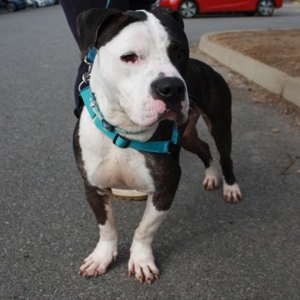 Enlarge Mallard, a Adoptable mixed breed in Richmond, VA image 3/3