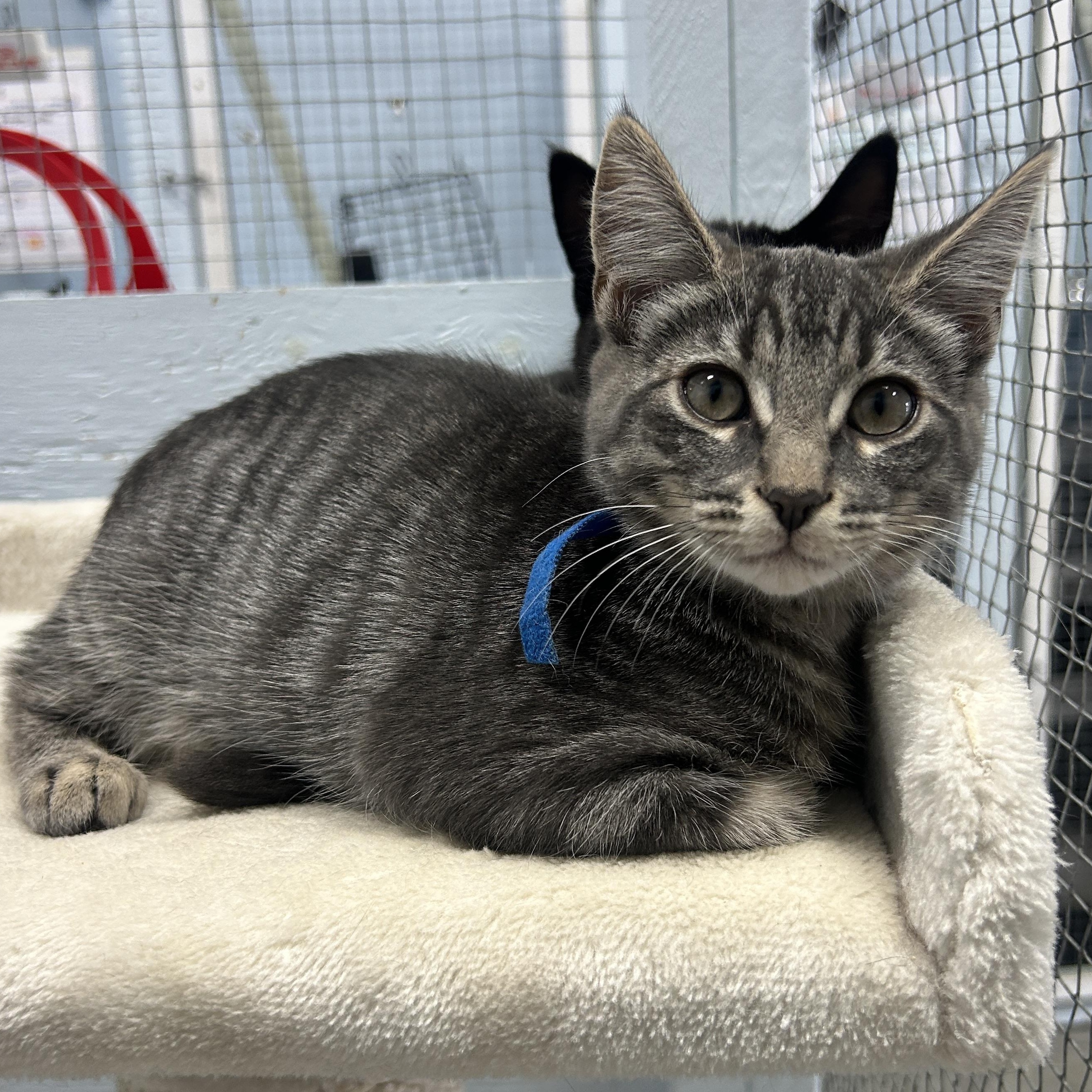 Cirrus, Adoptable, Kitten Female Domestic Short Hair.