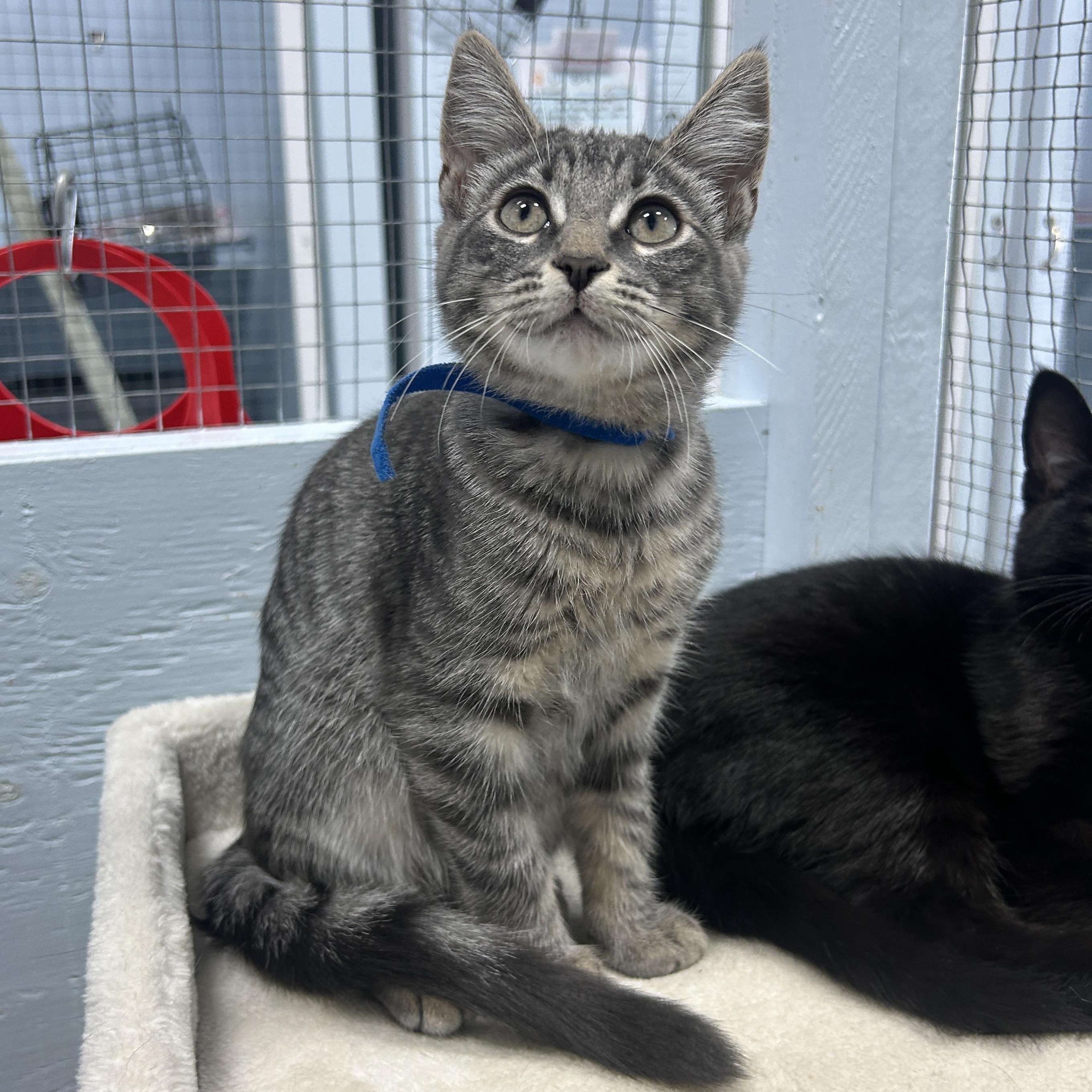 Enlarge Cirrus, a Adoptable Domestic Short Hair in Mission, BC image 2/2
