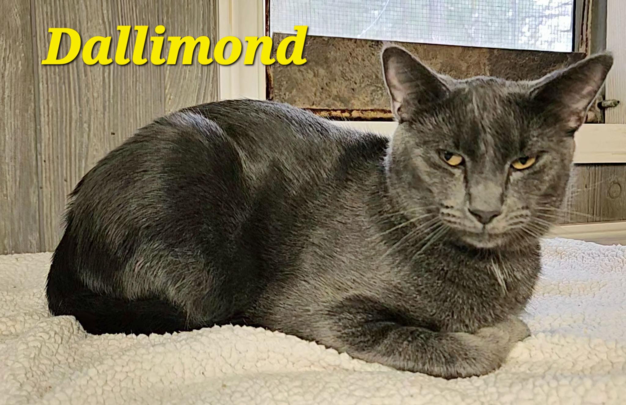 Dallimond, Adoptable, Adult Male Domestic Short Hair.