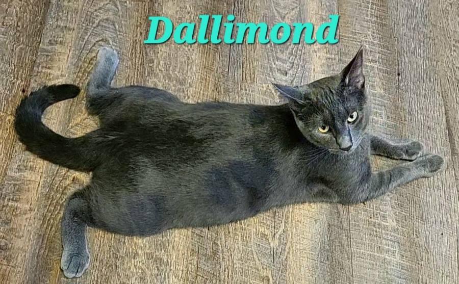 Dallimond, a Adoptable Domestic Short Hair in Macon, GA image 2/3