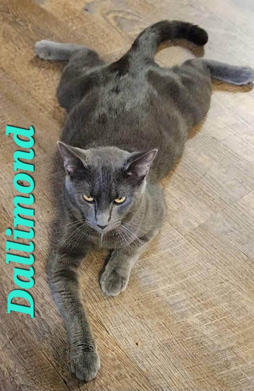 Dallimond, a Adoptable Domestic Short Hair in Macon, GA image 3/3