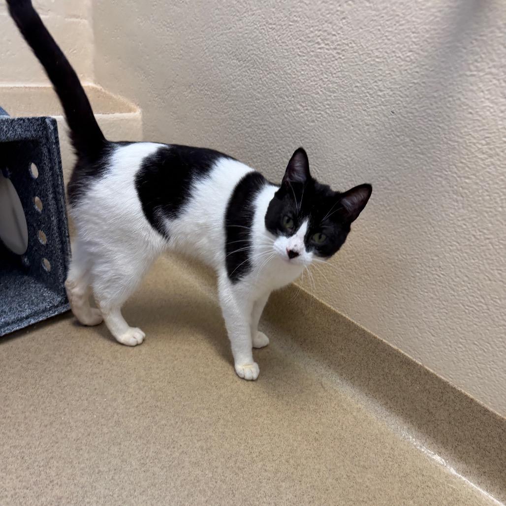 Sunbury, Adoptable, Adult Male Domestic Short Hair.