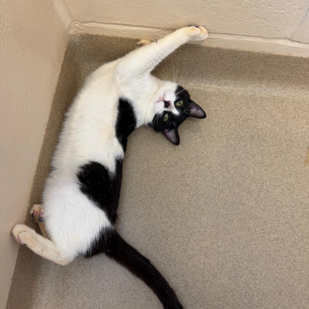 Sunbury, a Adoptable Domestic Short Hair in Birdsboro, PA image 2/4