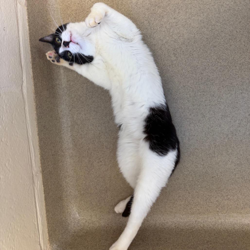 Sunbury, a Adoptable Domestic Short Hair in Birdsboro, PA image 3/4