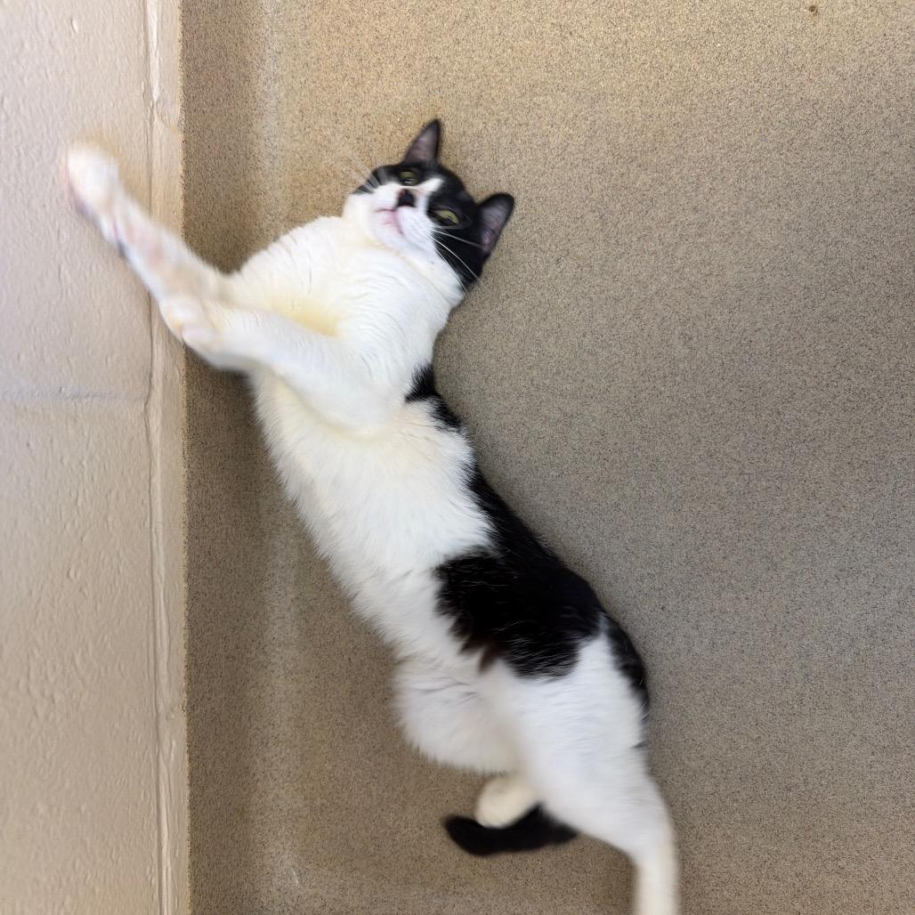 Sunbury, a Adoptable Domestic Short Hair in Birdsboro, PA image 4/4