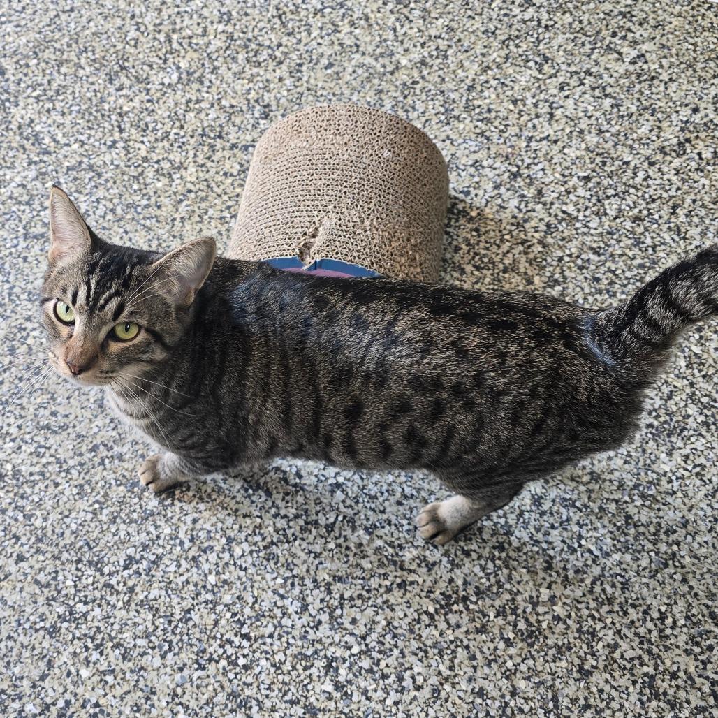 Enlarge Haribo Houston, a Adoptable Domestic Short Hair in Denver, CO image 1/4
