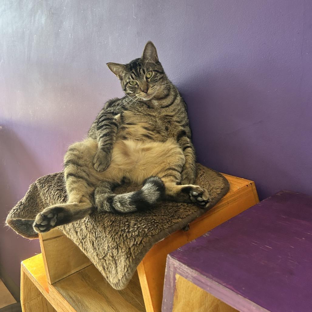 Enlarge Haribo Houston, a Adoptable Domestic Short Hair in Denver, CO image 2/6