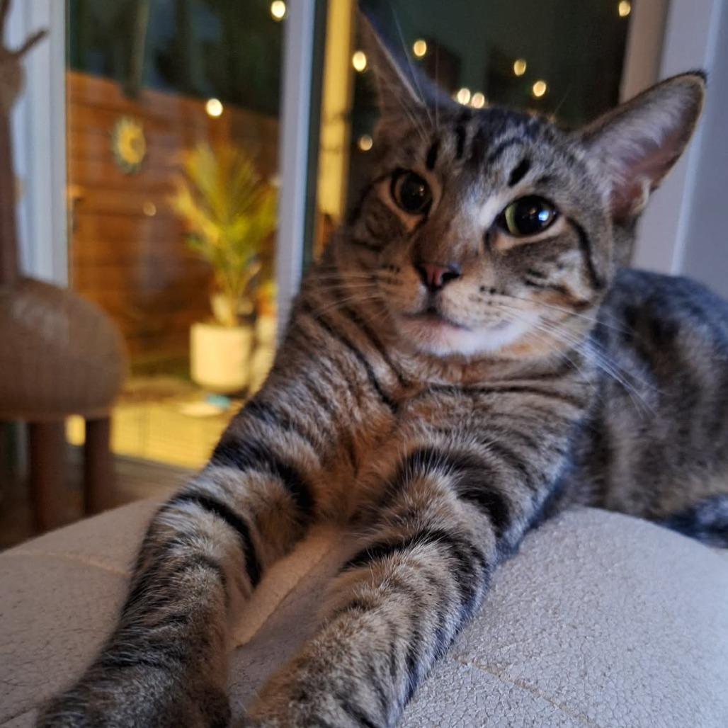 Enlarge Haribo Houston, a Adoptable Domestic Short Hair in Denver, CO image 2/4