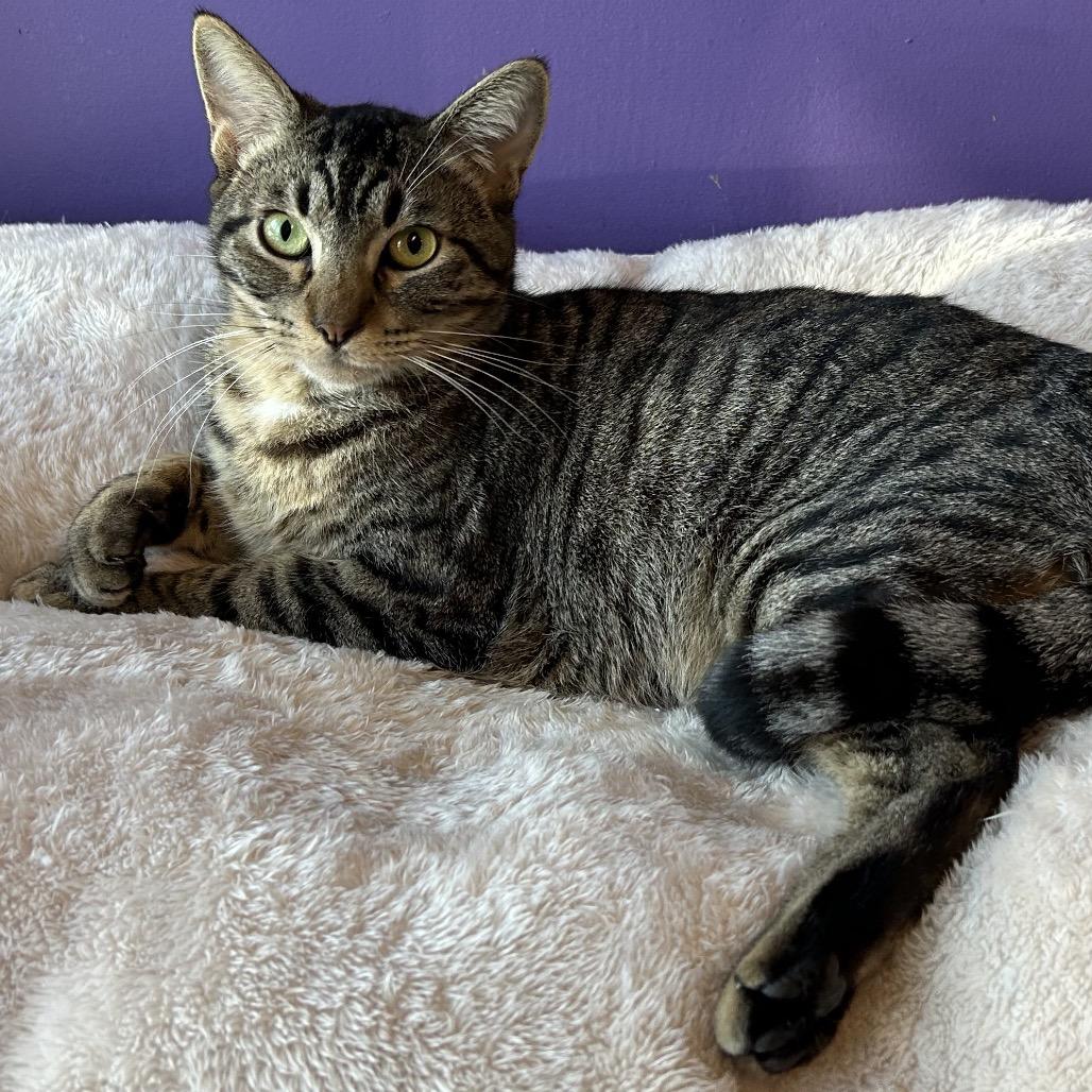 Haribo Houston, a Adoptable Domestic Short Hair in Denver, CO image 3/6