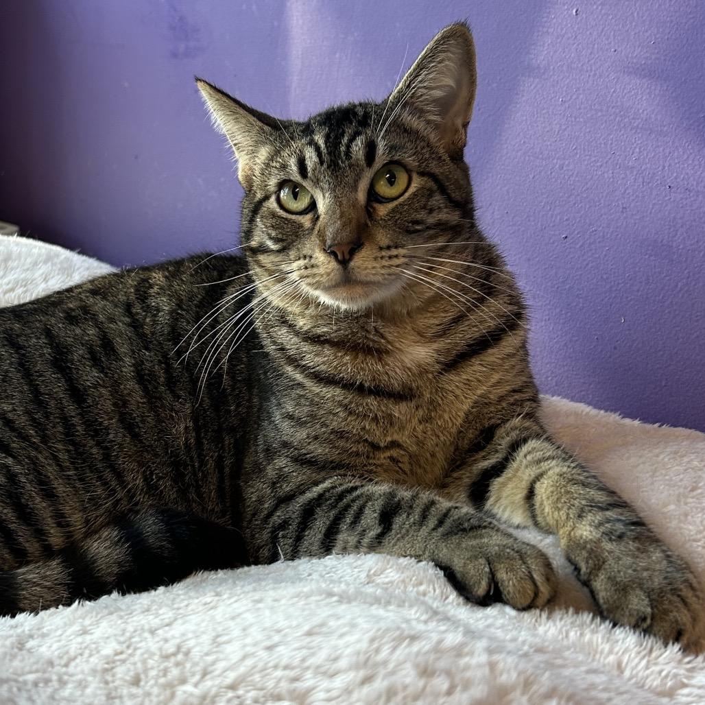 Haribo Houston, a Adoptable Domestic Short Hair in Denver, CO image 4/6