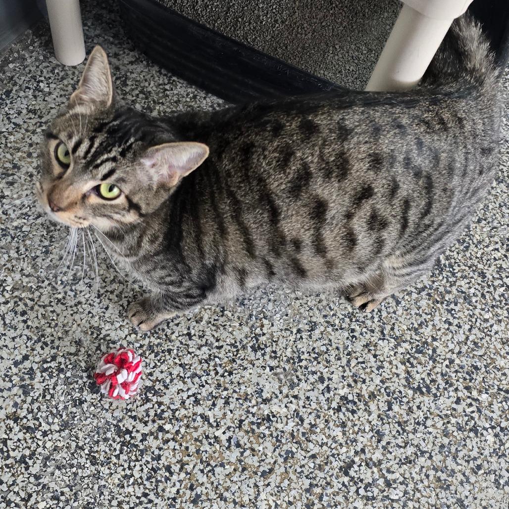 Enlarge Haribo Houston, a Adoptable Domestic Short Hair in Denver, CO image 3/4