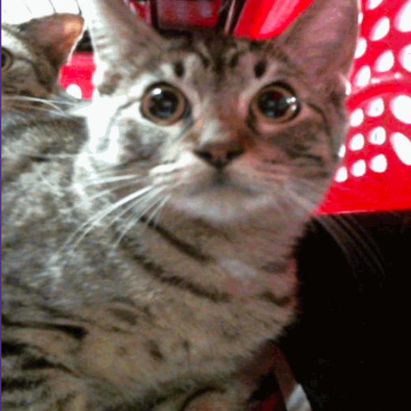 Enlarge Haribo Houston, a Adoptable Domestic Short Hair in Denver, CO image 4/4