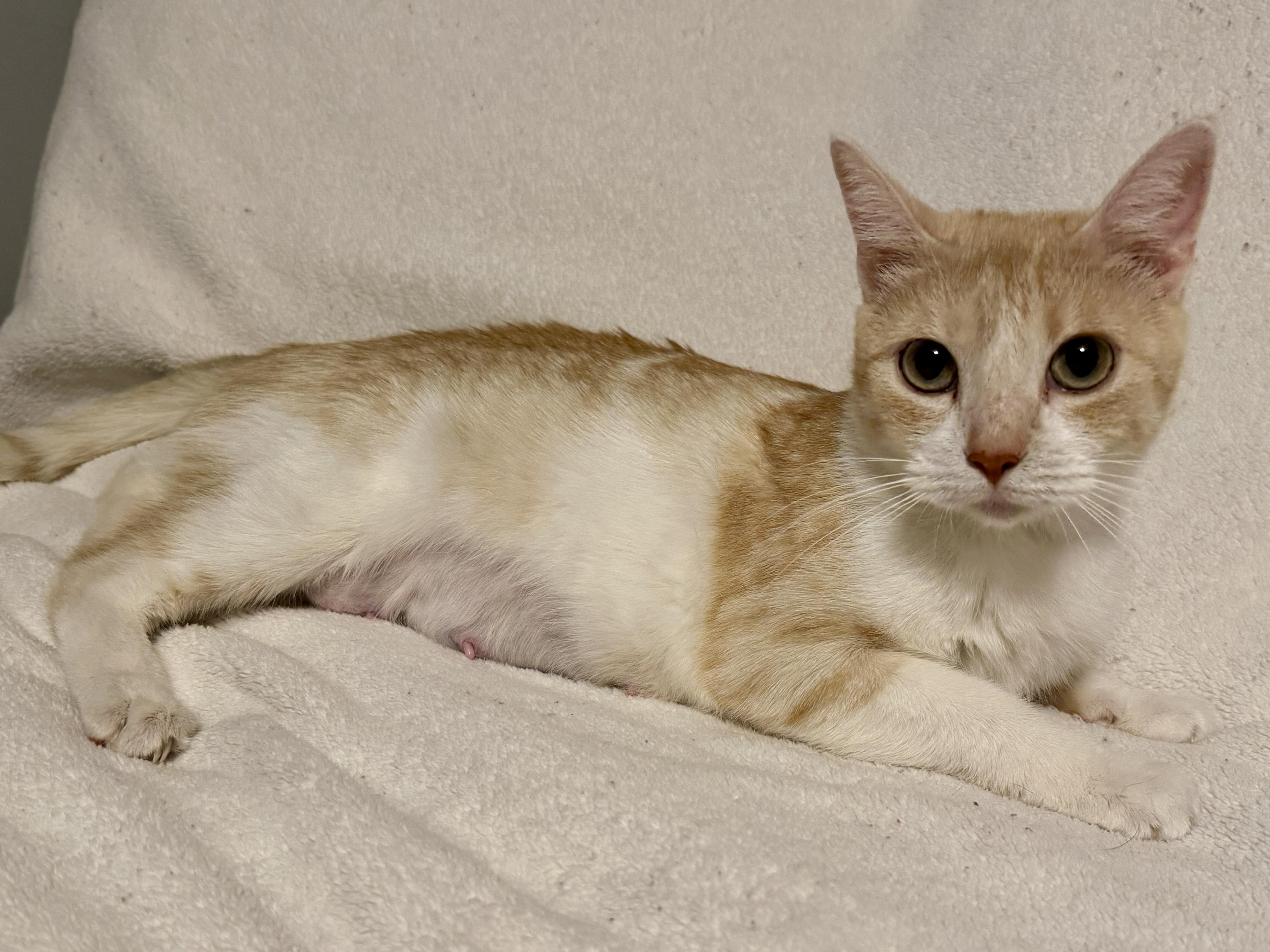 Enlarge Mara, a Adoptable Domestic Short Hair in BLAINE, MN image 2/3