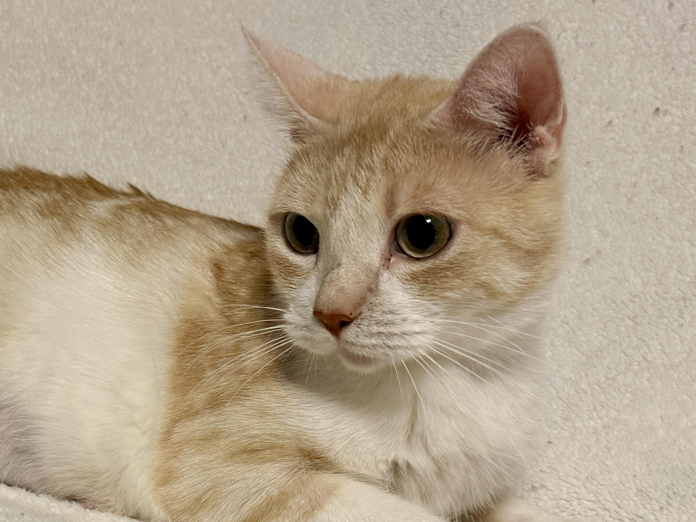 Enlarge Mara, a Adoptable Domestic Short Hair in BLAINE, MN image 3/3