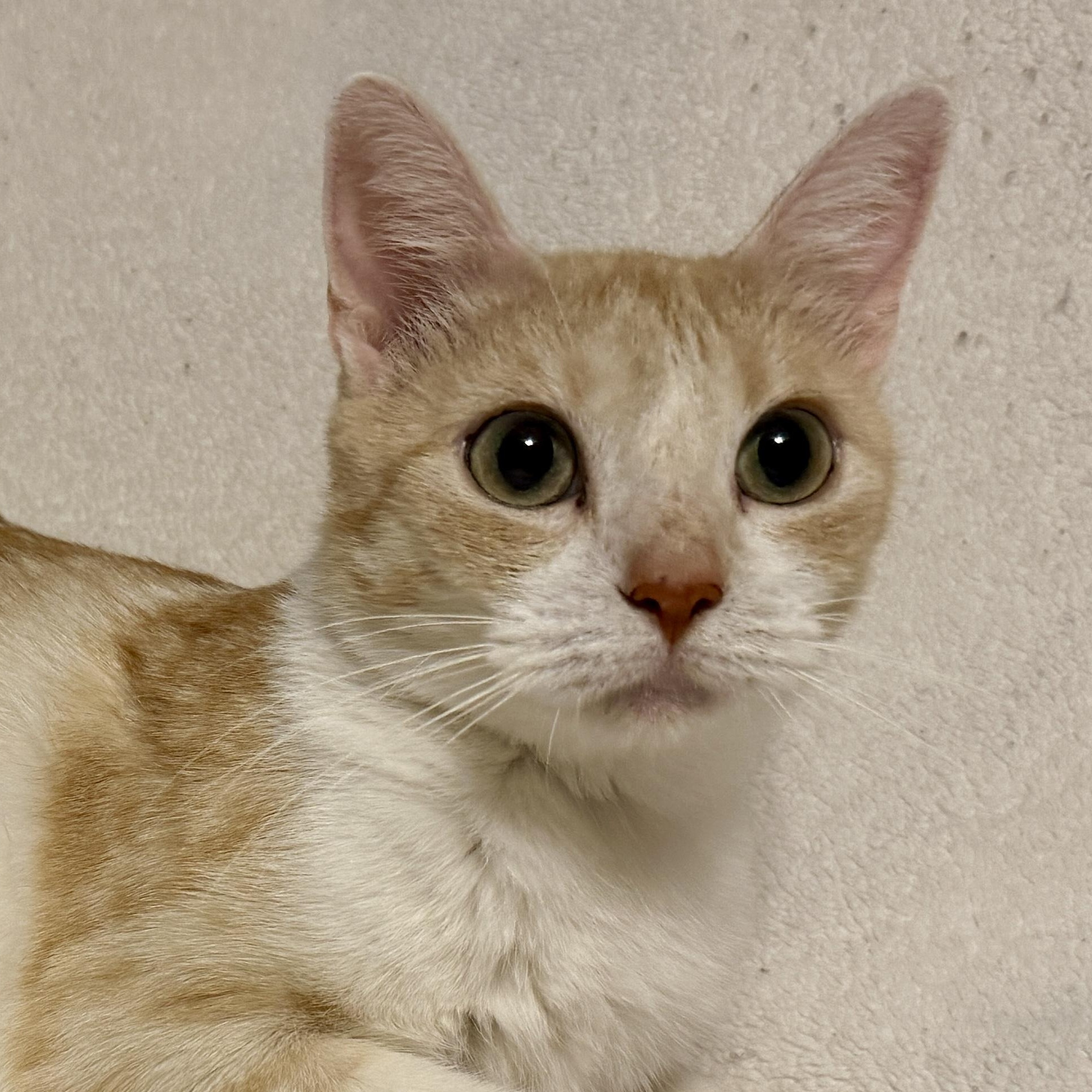 Enlarge Mara, a Adoptable Domestic Short Hair in BLAINE, MN image 1/3