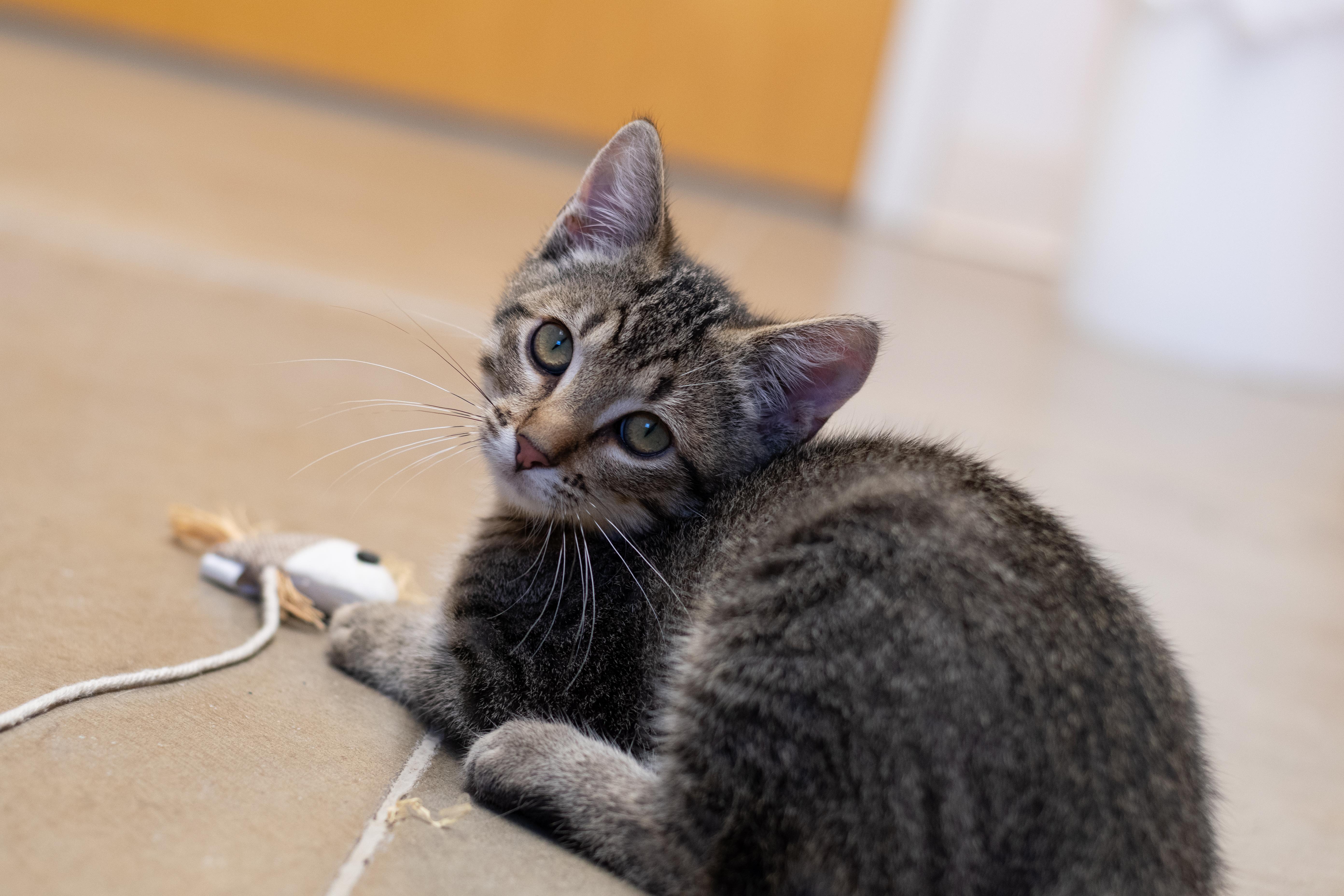 Denver, an adoptable American Shorthair in Sterling, CO, 80751 | Photo Image 2