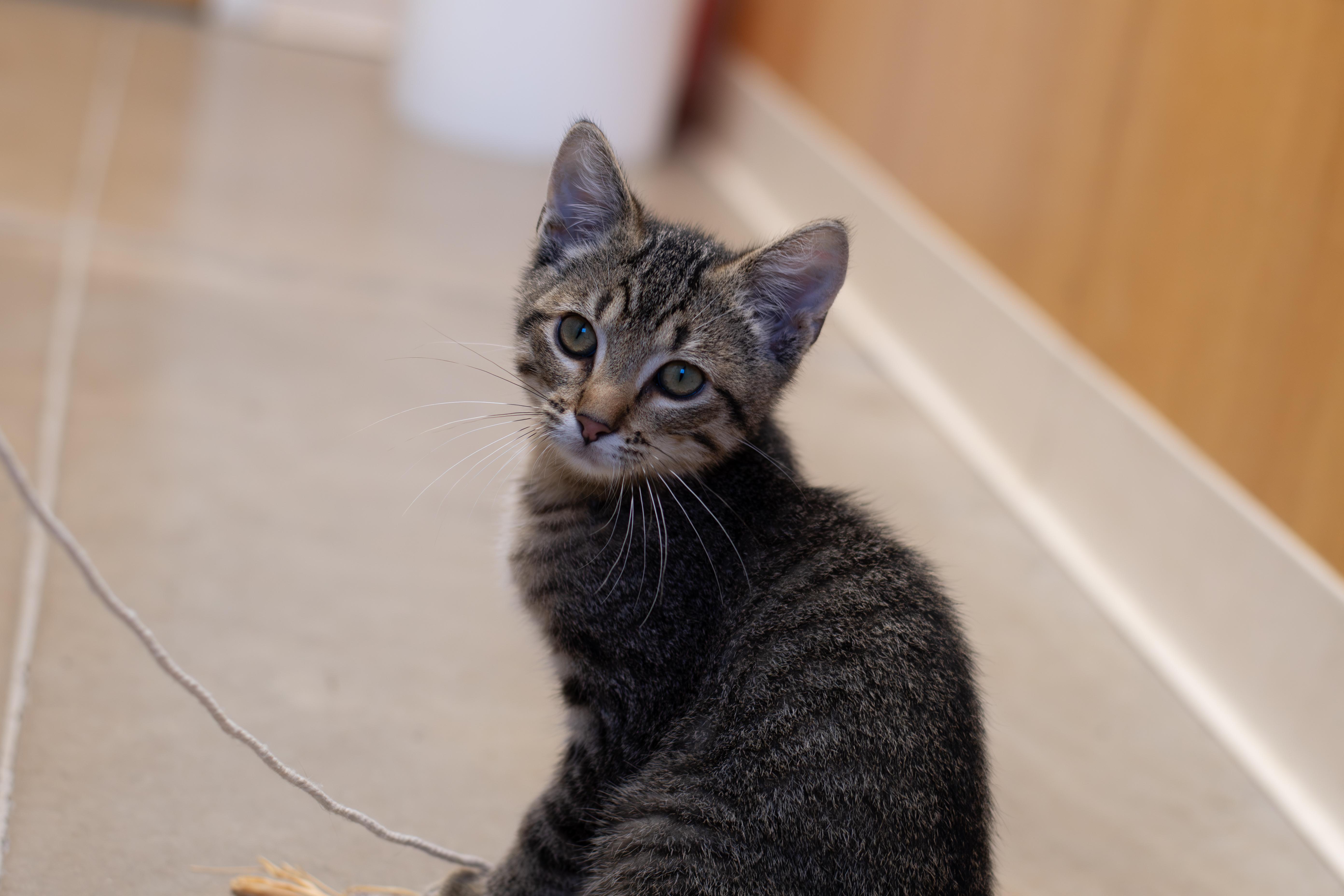 Denver, an adoptable American Shorthair in Sterling, CO, 80751 | Photo Image 3