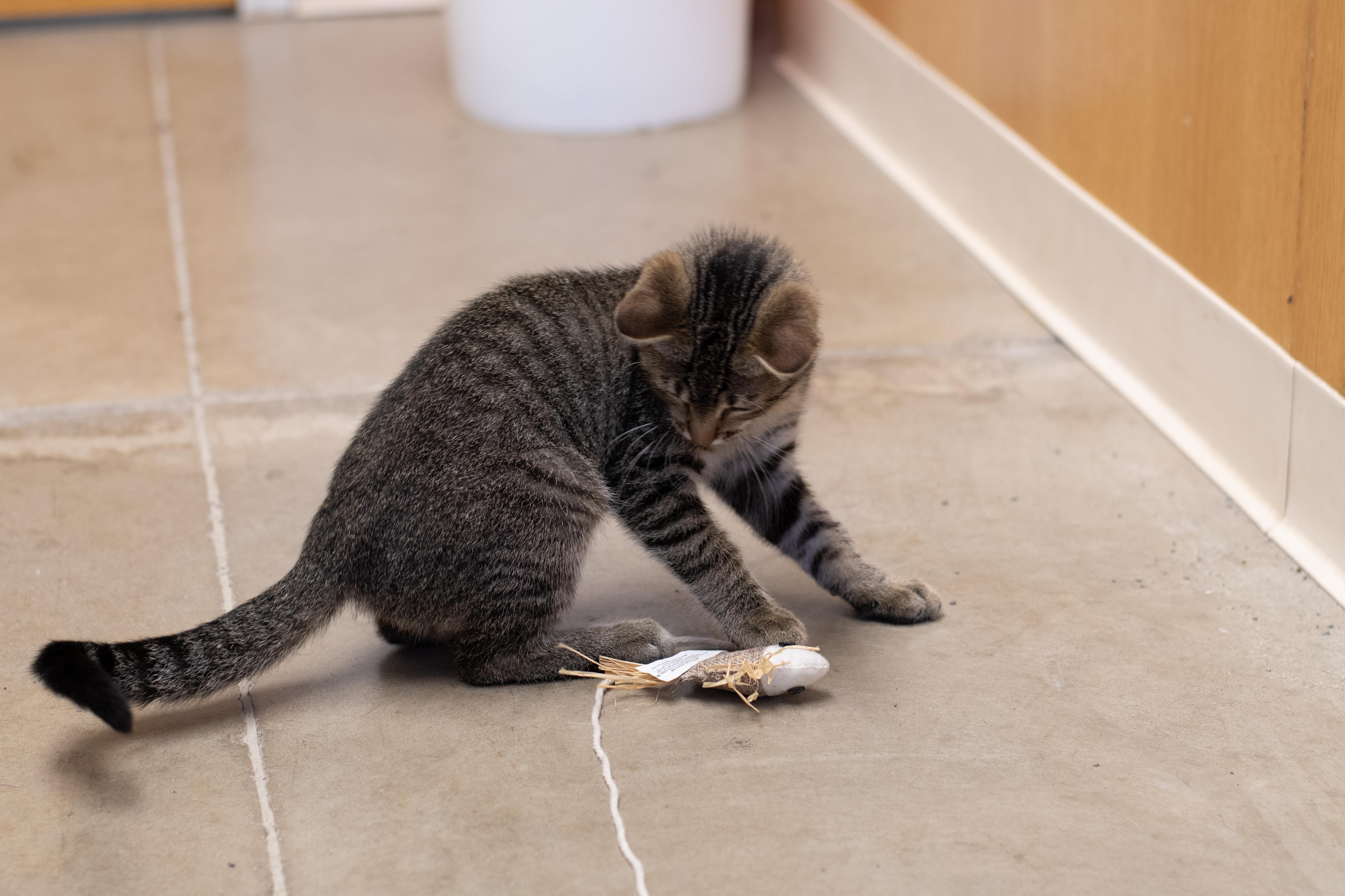 Denver, an adoptable American Shorthair in Sterling, CO, 80751 | Photo Image 1